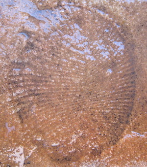 Ediacaran fossil at Parachilna