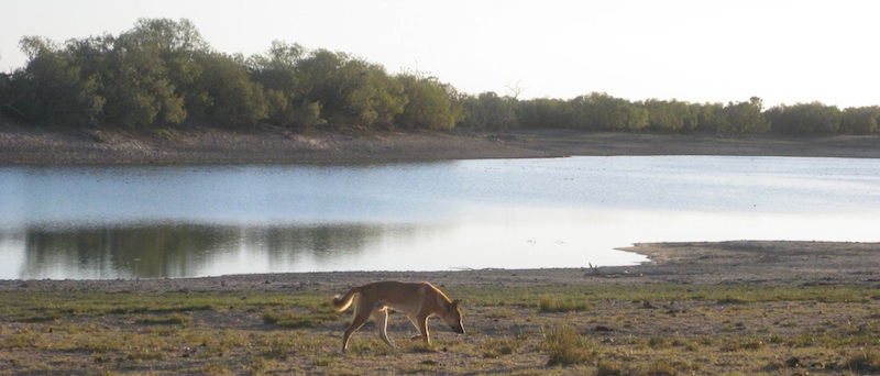 Waterhole in Simpson Desert on the way to Sturt's entrance to hell