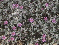 Simpson Desert: succulent in flower