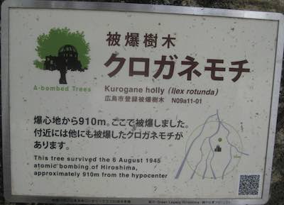 Hiroshima phoenix trees: Kurogane holly