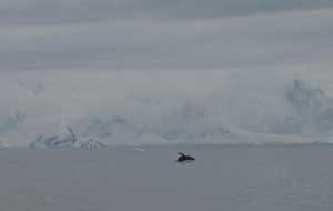 Humpback whale breaching, Wilhelmina Bay, Antarctic Peninsula