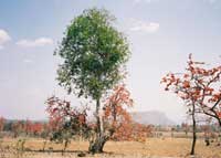 Palash trees near Pachmarhi, Madya Pradesh