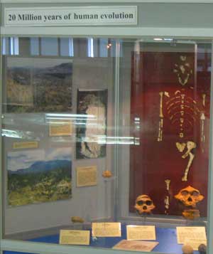 Human evolution in the Geology Museum, Windhoek, Namibia