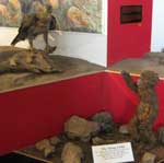 Diorama, Taung child and eagle, Transvaal Museum