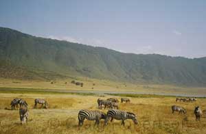 Zebras graze in Ngoro Ngoro Crater, Tanzania