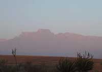 Catkin, Drakensberg Mountains, South Africa
