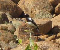 Mountain Wheatear, Brandberg Mountain, Namibia