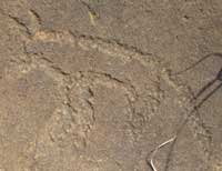 Petroglyph, Wildebeest Kuil Rock Art Centre, Kimberly, South Africa